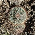 Pediocactus simpsonii Foglia