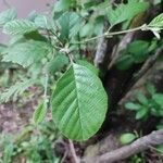 Alnus serrulata Hoja