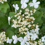 Viburnum sargentii Kukka