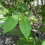 Syringa josikaea Leaf