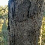 Crossopteryx febrifuga 樹皮