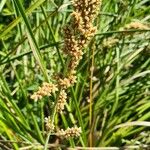 Lomandra longifolia Flor