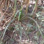 Pandanus bilinearis Habit