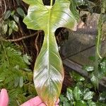 Philodendron bipennifolium Folha