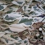 Ficus benjamina Yaprak