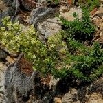 Galium aetnicum Квітка