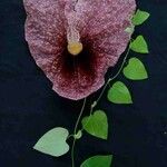 Aristolochia gigantea Leaf