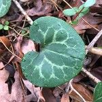 Asarum virginicum Frunză