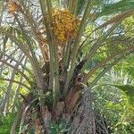 Butia capitata Leaf