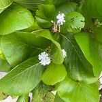 Guettarda speciosa Flower