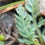 Alchemilla pinnata Leaf