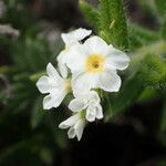 Euploca humilis Flower
