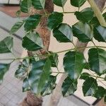 Fraxinus griffithii Foglia