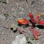 Hoffmannseggia minor Flower