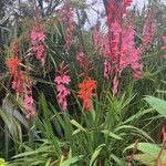 Watsonia borbonicaLapas