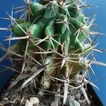 Ferocactus herrerae Habitatea