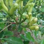 Syzygium aromaticum ᱵᱟᱦᱟ