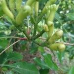 Syzygium aromaticum Blüte