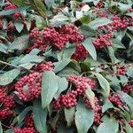 Cotoneaster frigidus Fruit