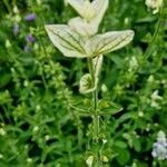 Salvia viridis পাতা