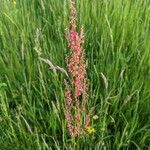 Rumex thyrsoides Цветок