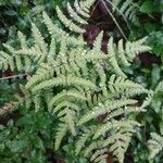 Gymnocarpium dryopteris Blatt