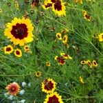 Coreopsis tinctoriaFlower