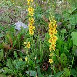 Verbascum nigrum Hábito