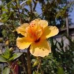 Hibiscus ovalifolius Blodyn