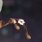 Piliostigma thonningii Λουλούδι
