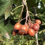 Sorbus torminalis Fruit