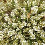 Thymus zygis Flower