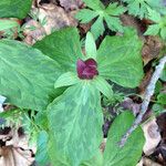 Trillium sessile 形态