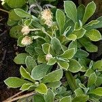 Antennaria parvifolia Листок