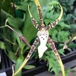 Brassia arachnoidea পাতা