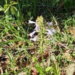 Salvia lyrata Habit