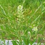 Lepidium virginicum برگ