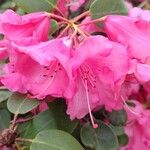 Rhododendron orbiculare Kvet