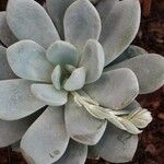 Echeveria laui Hoja