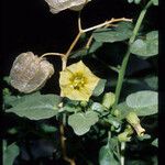 Physalis crassifolia Flower