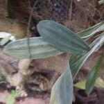 Coelogyne imbricata List