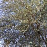 Vachellia niloticaFeuille