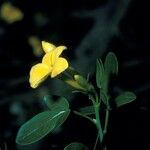 Jasminum fruticans Fleur