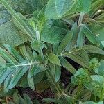 Knautia arvensis Leaf