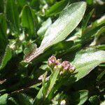 Lepidium oxyotum Levél