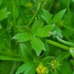 Ranunculus parviflorus Leaf