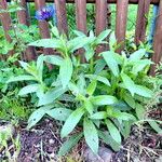 Centaurea montana Hábitos