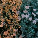 Eriogonum cinereum Цветок
