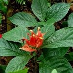 Pachystachys coccinea Feuille