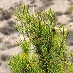 Adesmia pinifolia ഇല